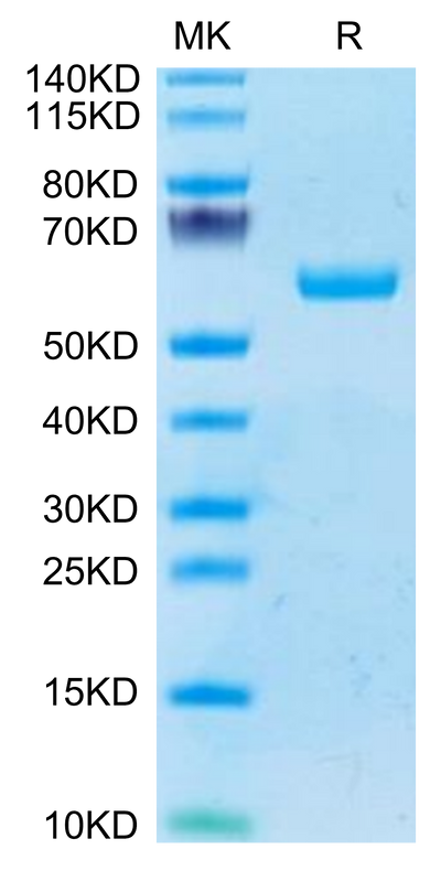 Human BTN3A1 on Tris-Bis PAGE under reduced condition. The purity is greater than 95%.Recombinant Human BTN3A1/CD277 Protein, Active