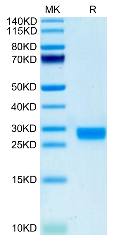 Biotinylated Mouse IL-2 on Tris-Bis PAGE under reduced condition. The purity is greater than 95%.Biotinylated Mouse IL-2 Protein, Active