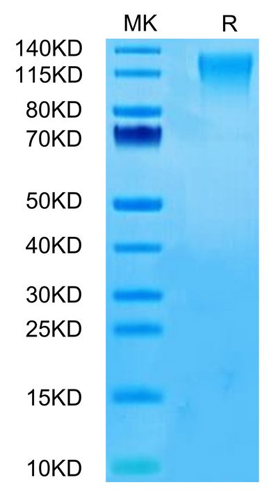 Human CD96 on Tris-Bis PAGE under reduced condition. The purity is greater than 95%.Recombinant Human CD96/TACTILE Protein, Active