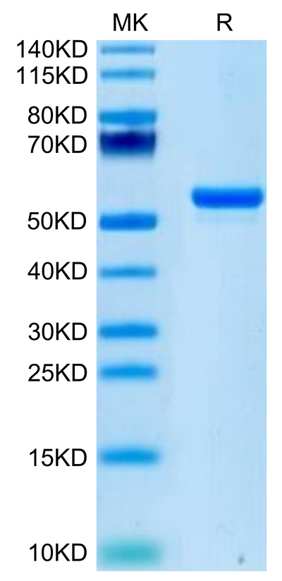 Human LIGHT on Tris-Bis PAGE under reduced condition. The purity is greater than 95%.Recombinant Human LIGHT/TNFSF14 Protein, Active