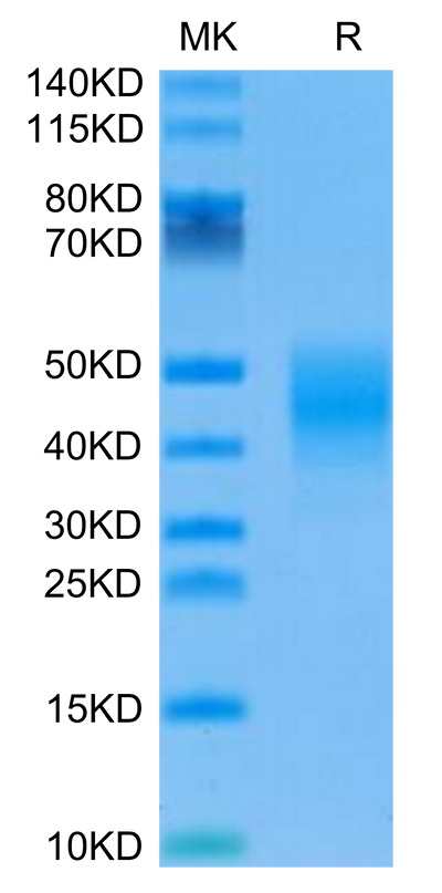 Mouse Fc gamma RIIB on Tris-Bis PAGE under reduced condition. The purity is greater than 95%.Recombinant Mouse Fc gamma RIIB/CD32b Protein, Active