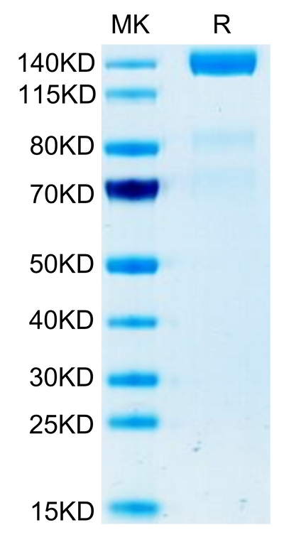 Human VEGF R3 on Tris-Bis PAGE under reduced condition. The purity is greater than 95%.