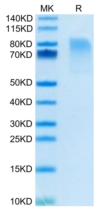 Biotinylated Mouse CX3CL1 on Tris-Bis PAGE under reduced condition. The purity is greater than 95%.Biotinylated Mouse CX3CL1/Fractalkine Protein