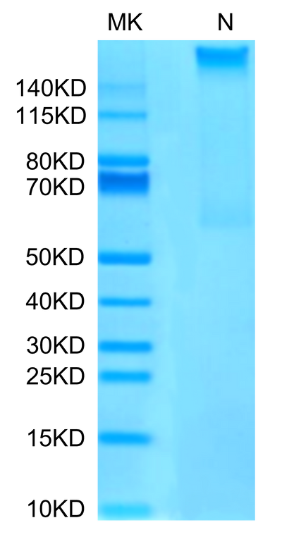 Human HLA-A*02:01&B2M&MAGE-A4 (GVYDGREHTV) Tetramer on Tris-Bis PAGE under Non reducing (N) condition. The purity is greater than 95%.Recombinant Human HLA-A*02:01&B2M&MAGE-A4 (GVYDGREHTV) Tetramer Protein, Active