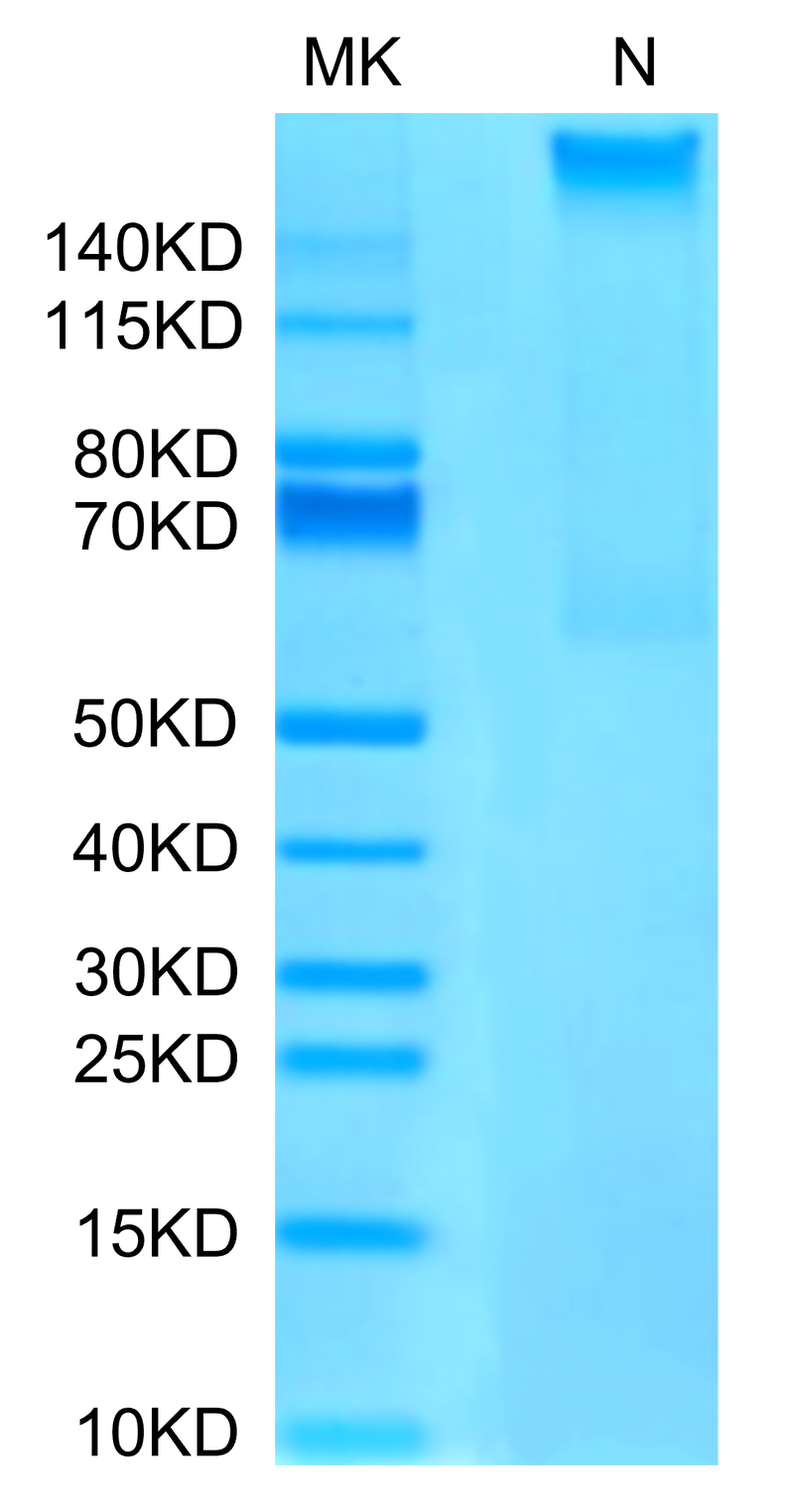Human HLA-A*02:01&B2M&MAGE-A4 (GVYDGREHTV) Tetramer on Tris-Bis PAGE under Non reducing (N) condition. The purity is greater than 95%.Recombinant Human HLA-A*02:01&B2M&MAGE-A4 (GVYDGREHTV) Tetramer Protein, Active