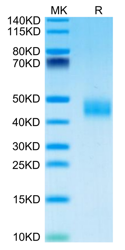 Mouse Galectin 3 on Tris-Bis PAGE under reduced condition. The purity is greater than 95%.Recombinant Mouse Galectin 3 Protein