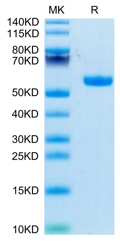 Biotinylated Rhesus macaque CD5 on Tris-Bis PAGE under reduced condition. The purity is greater than 95%.Biotinylated Rhesus macaque CD5 Protein, Active