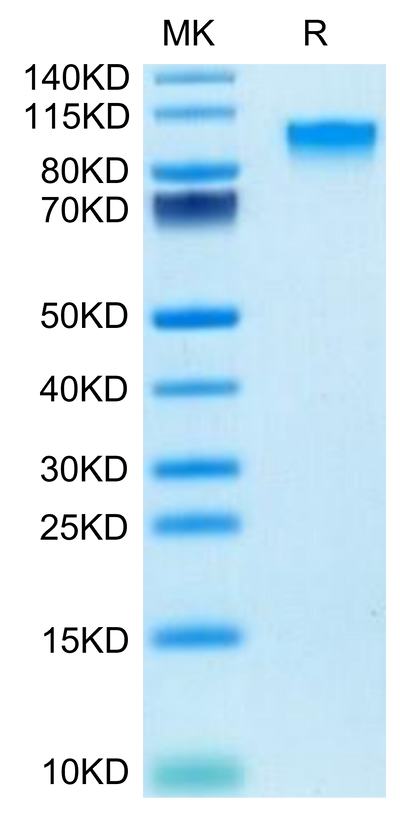 Mouse IL-17R alpha on Tris-Bis PAGE under reduced condition. The purity is greater than 95%.Recombinant Mouse IL-17R alpha/CD217 Protein, Active