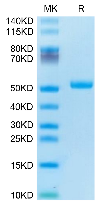 Human TRAIL R2 on Tris-Bis PAGE under reduced condition. The purity is greater than 95%.Recombinant Human TRAIL R2/DR5/TNFRSF10B Protein, Active