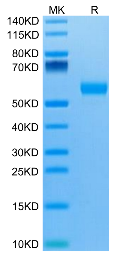 Biotinylated Human IL-5 R alpha on Tris-Bis PAGE under reduced condition. The purity is greater than 95%.Biotinylated Human IL-5 R alpha/CD125 Protein, Active