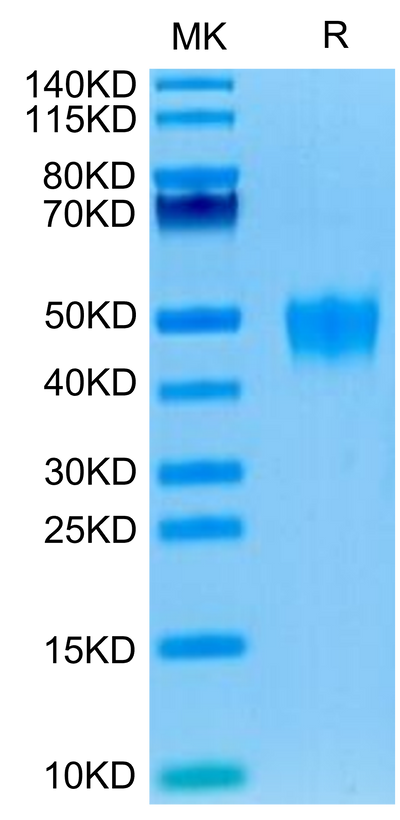 Human KIR2DL5 on Tris-Bis PAGE under reduced condition. The purity is greater than 95%.Recombinant Human KIR2DL5 Protein