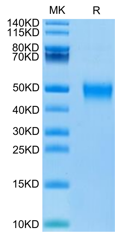 Biotinylated Human KIR2DL5 on Tris-Bis PAGE under reduced condition. The purity is greater than 95%.Biotinylated Human KIR2DL5 Protein
