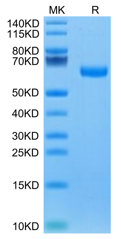 Canine ROR1 on Tris-Bis PAGE under reduced condition. The purity is greater than 95%.Recombinant Canine ROR1 Protein