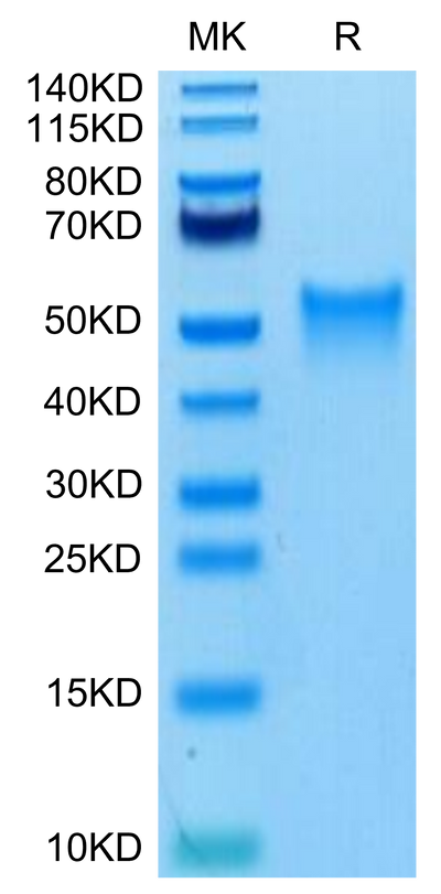 Biotinylated Mouse OX40 on Tris-Bis PAGE under reduced condition. The purity is greater than 95%.Biotinylated Mouse OX40/TNFRSF4/CD134 Protein, Active