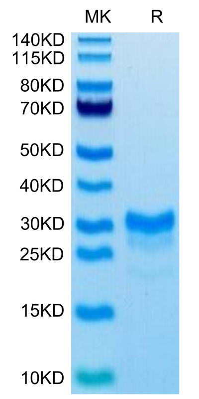 Biotinylated Mouse IL-17F on Tris-Bis PAGE under reduced condition. The purity is greater than 95%.Biotinylated Mouse IL-17F Protein, Active