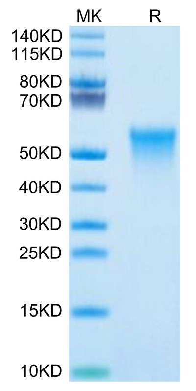 Mouse OX40 on Tris-Bis PAGE under reduced condition. The purity is greater than 95%.Recombinant Mouse OX40/TNFRSF4/CD134 Protein, Active