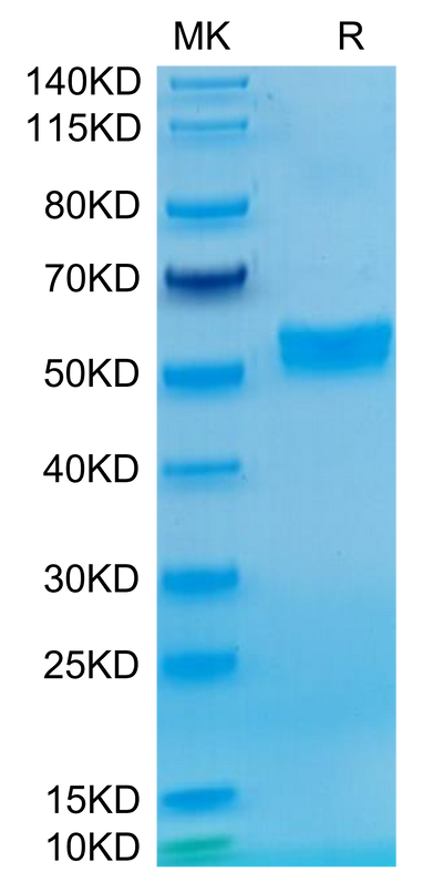 Chimeric HLA-A*02:01 (mα3) &B2M&WT-1 (RMFPNAPYL) Monomer on Tris-Bis PAGE under reduced condition. The purity is greater than 95%.Recombinant Chimeric HLA-A*02:01 (mα3) &B2M&WT-1 (RMFPNAPYL) Monomer Protein, Active