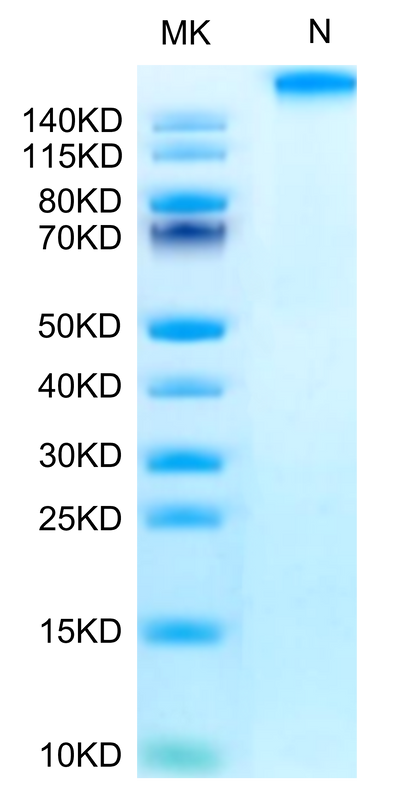 Chimeric HLA-A*02:01 (mα3) &B2M&WT-1 (RMFPNAPYL) Tetramer on Tris-Bis PAGE under Non reducing (N) condition. The purity is greater than 95%.Recombinant Chimeric HLA-A*02:01 (mα3) &B2M&WT-1 (RMFPNAPYL) Tetramer Protein, Active