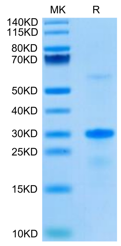 Human EGFL7 on Tris-Bis PAGE under reduced condition. The purity is greater than 95%.Recombinant Human EGFL7 Protein, Active