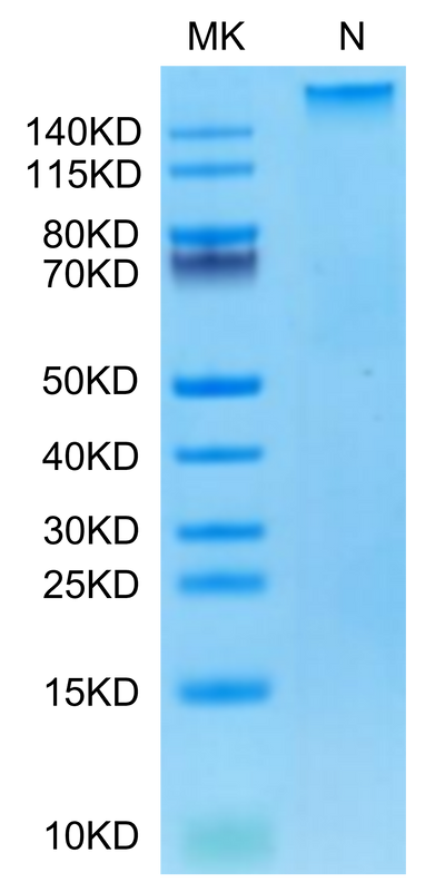 Human HLA-A*02:01&B2M&AFP (FMNKFIYEI) Tetramer on Tris-Bis PAGE under Non reducing (N) condition. The purity is greater than 95%.Recombinant Human HLA-A*02:01&B2M&AFP (FMNKFIYEI) Tetramer Protein, Active