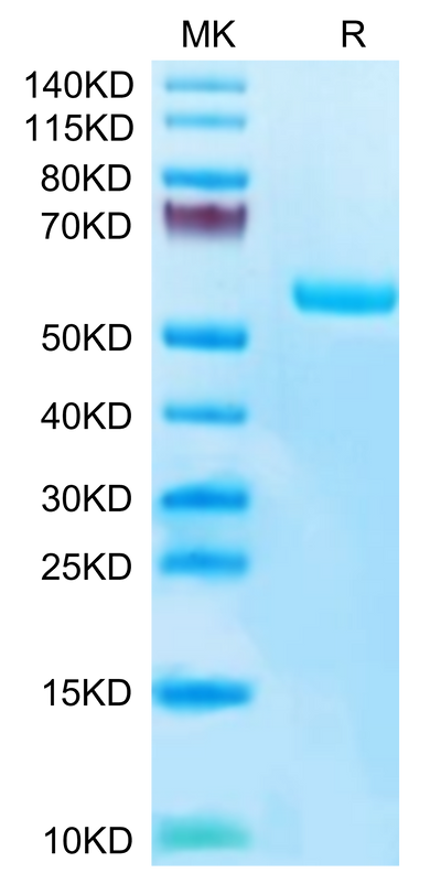 Human HLA-A*02:01&B2M&Survivin (LMLGEFLKL) Monomer on Tris-Bis PAGE under reduced condition. The purity is greater than 95%.Recombinant Human HLA-A*02:01&B2M&Survivin (LMLGEFLKL) Monomer Protein