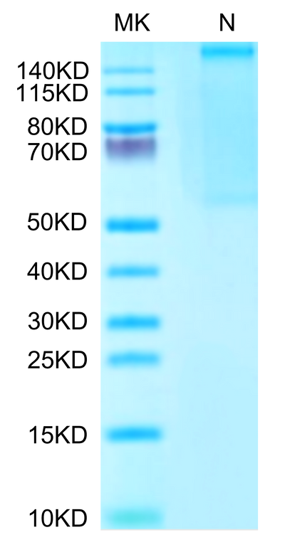 Human HLA-A*02:01&B2M&Survivin (LMLGEFLKL) Tetramer on Tris-Bis PAGE under Non reducing (N) condition. The purity is greater than 95%.Recombinant Human HLA-A*02:01&B2M&Survivin (LMLGEFLKL) Tetramer Protein