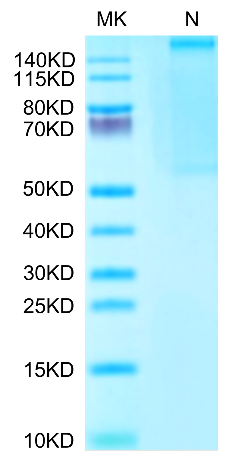 Human HLA-A*02:01&B2M&Survivin (LMLGEFLKL) Tetramer on Tris-Bis PAGE under Non reducing (N) condition. The purity is greater than 95%.Recombinant Human HLA-A*02:01&B2M&Survivin (LMLGEFLKL) Tetramer Protein
