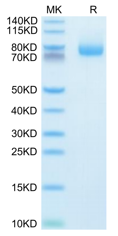 Human GITR Ligand (Trimer) on Tris-Bis PAGE under reduced condition. The purity is greater than 95%.Recombinant Human GITR Ligand/TNFSF18 Trimer Protein, Active