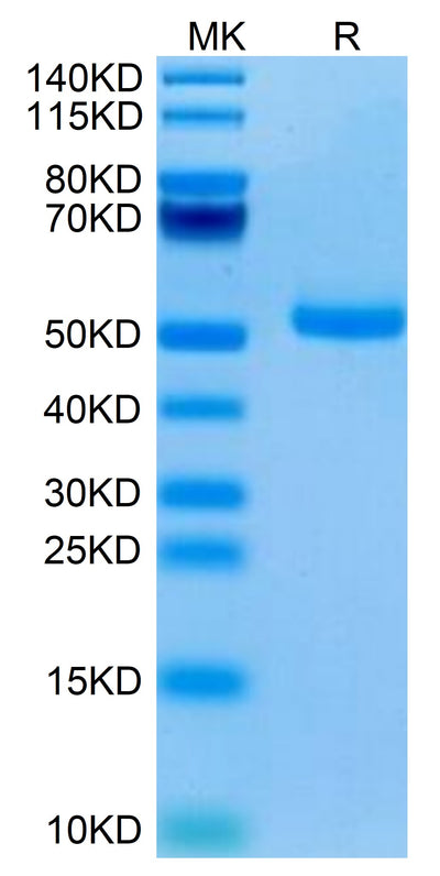 Human TRAIL R1 on Tris-Bis PAGE under reduced condition. The purity is greater than 95%.Recombinant Human TRAIL R1/DR4/TNFRSF10A Protein, Active