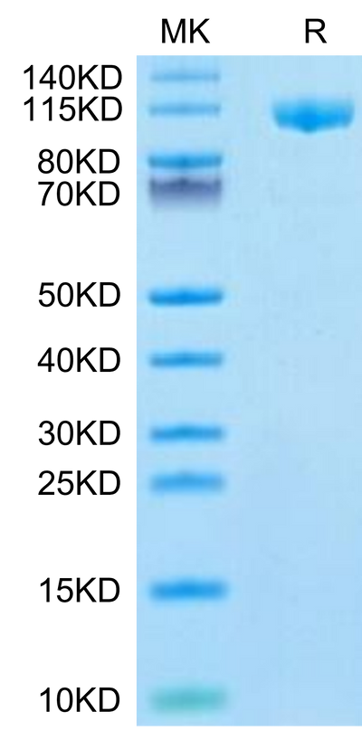 Mouse Siglec-2 on Tris-Bis PAGE under reduced condition. The purity is greater than 95%.Recombinant Mouse Siglec-2/CD22 Protein