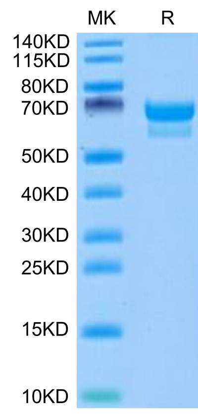 Canine PRLR on Tris-Bis PAGE under reduced condition. The purity is greater than 95%.Recombinant Canine PRLR Protein
