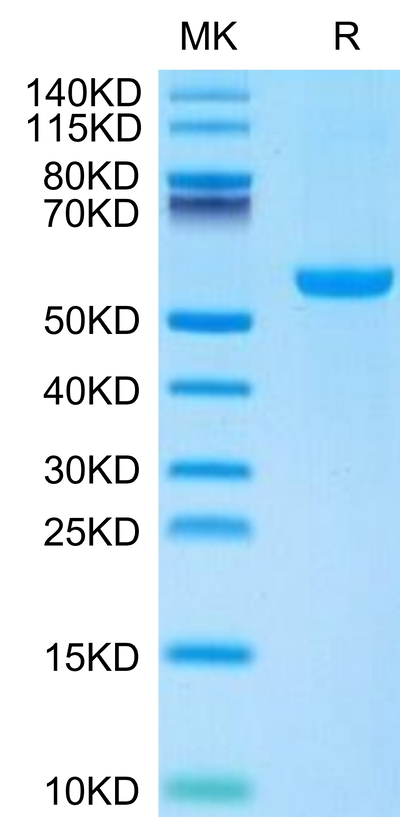 Mouse CD27 Ligand on Tris-Bis PAGE under reduced condition. The purity is greater than 95%.Recombinant Mouse CD27 Ligand/CD70 Protein, Active