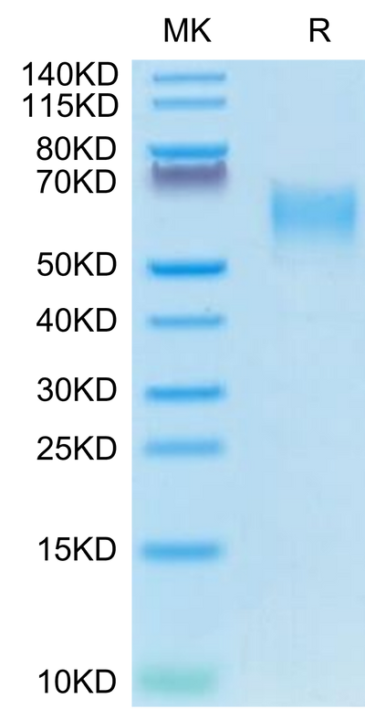 Canine CD28 on Tris-Bis PAGE under reduced condition. The purity is greater than 95%.