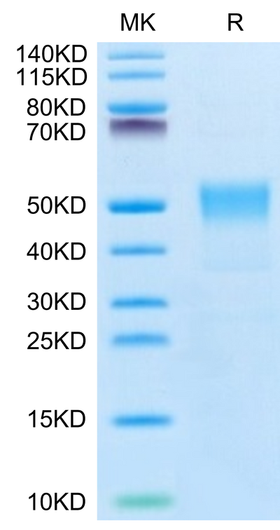 Biotinylated Human TROP-2 on Tris-Bis PAGE under reduced condition. The purity is greater than 95%.Biotinylated Human TROP-2/TACSTD2 Protein, Active