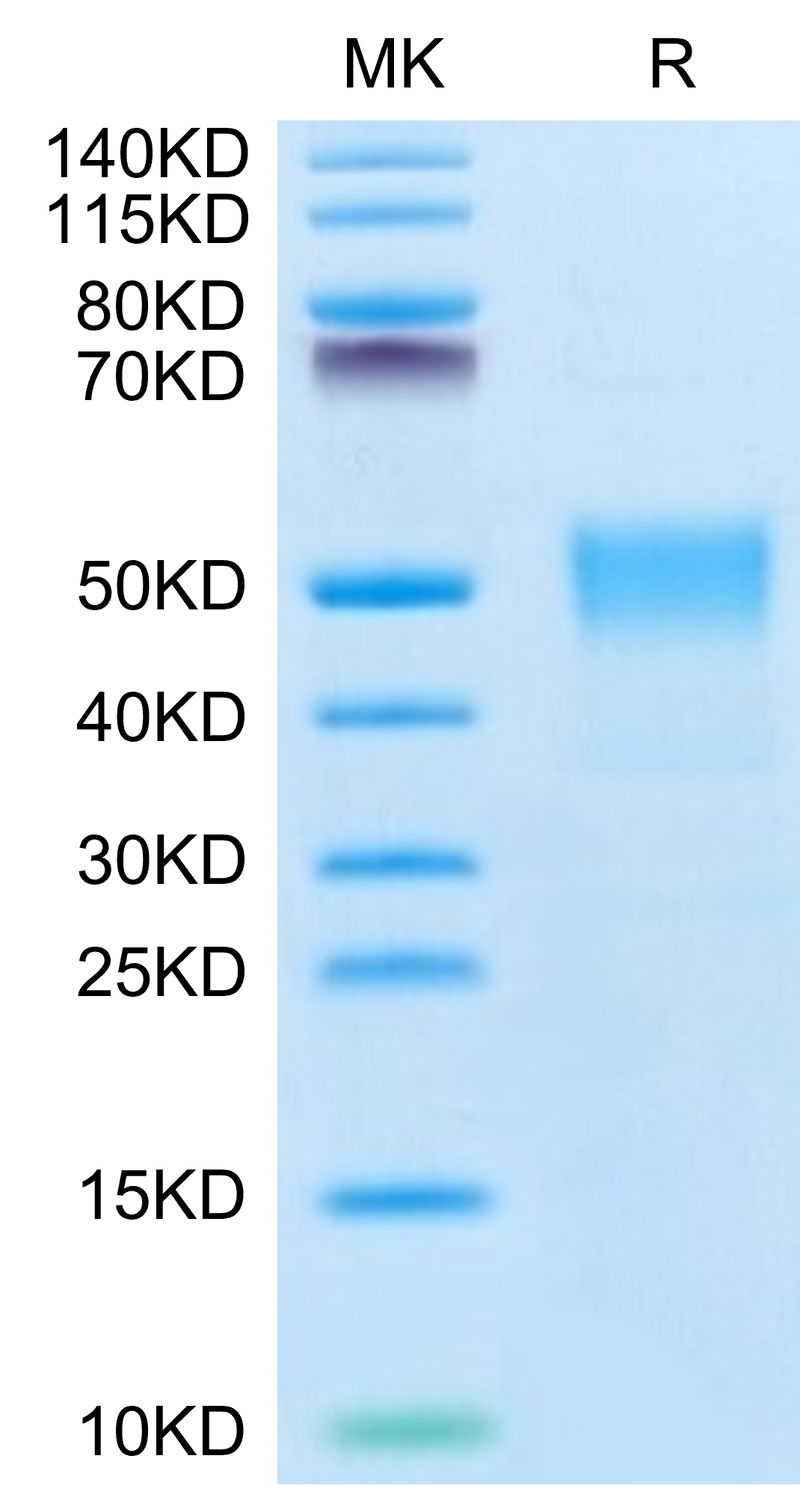 Biotinylated Human TROP-2 on Tris-Bis PAGE under reduced condition. The purity is greater than 95%.Biotinylated Human TROP-2/TACSTD2 Protein, Active