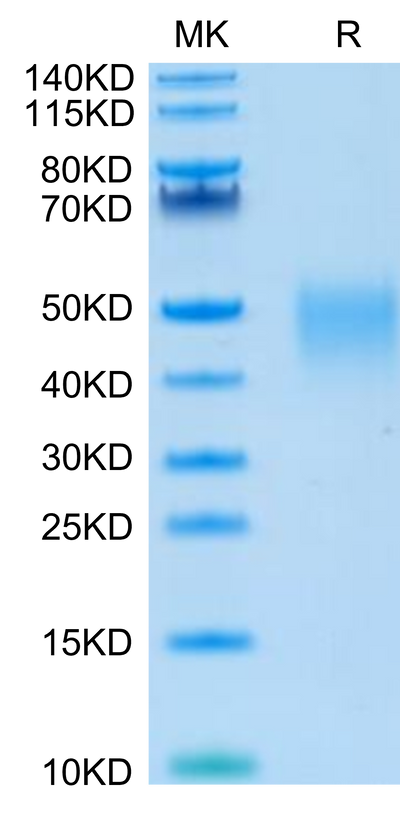 Human LIF on Tris-Bis PAGE under reduced condition. The purity is greater than 95%.Recombinant Human LIF Protein, Active
