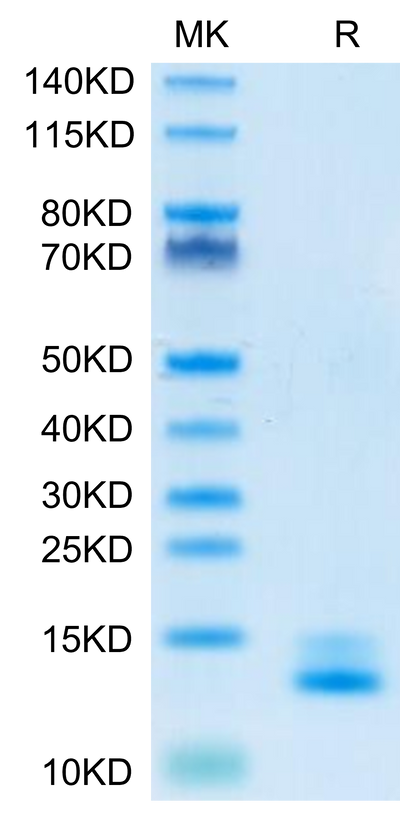Human Mature TGF beta 3 on Tris-Bis PAGE under reduced condition. The purity is greater than 95%.Recombinant Human Mature TGF beta 3 Protein, Active