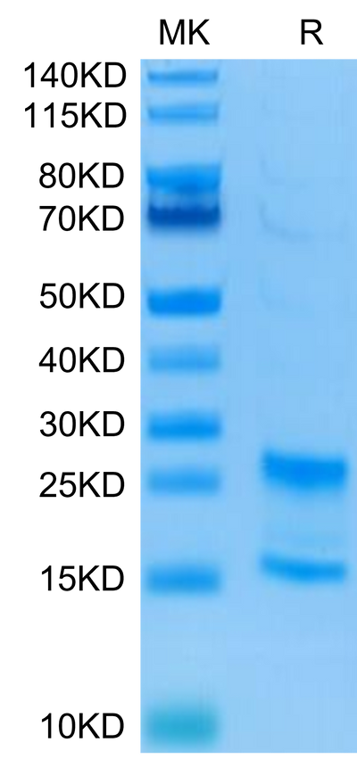 Human IL-17A&F on Tris-Bis PAGE under reduced conditions. The purity is greater than 95%Recombinant Human IL-17A&F Protein, Active