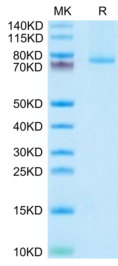 Human 4-1BB Ligand (Trimer) on Tris-Bis PAGE under reduced condition. The purity is greater than 95%.Recombinant Human 4-1BB Ligand/TNFSF9 Trimer Protein, Active