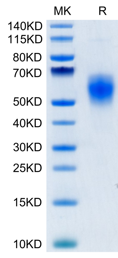 Human B7-H6 on Tris-Bis PAGE under reduced condition. The purity is greater than 95%.Recombinant Human B7-H6/NCR3LG1 Protein, Active