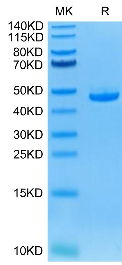 Human BAFF on Tris-Bis PAGE under reduced condition. The purity is greater than 95%.Recombinant Human BAFF/TNFSF13B/CD257 Protein, Active