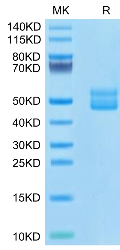Human CD3E&CD3G/CD3 epsilon&CD3 gamma on Tris-Bis PAGE under reduced condition. The purity is greater than 95%.Recombinant Human CD3E&CD3G/CD3 epsilon&CD3 gamma Protein, Active