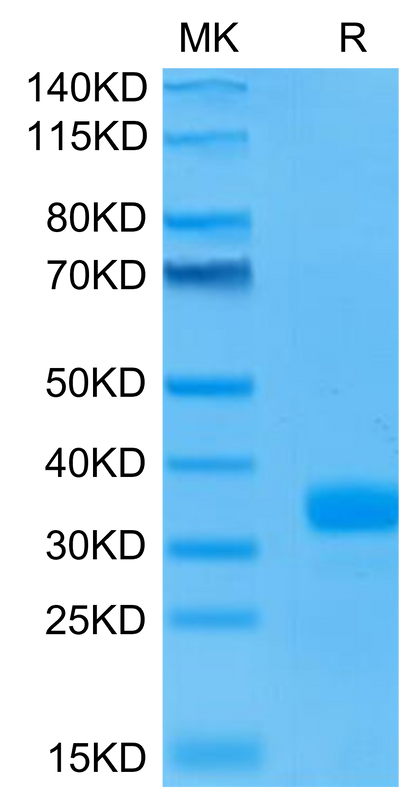 Human ANGPT2 on Tris-Bis PAGE under reduced condition. The purity is greater than 95%.Recombinant Human ANGPT2/Angiopoietin-2 Protein, Active