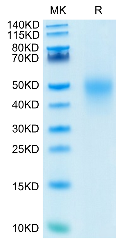 Human CD27 on Tris-Bis PAGE under reduced condition. The purity is greater than 95%.Recombinant Human CD27/TNFRSF7 Protein, Active