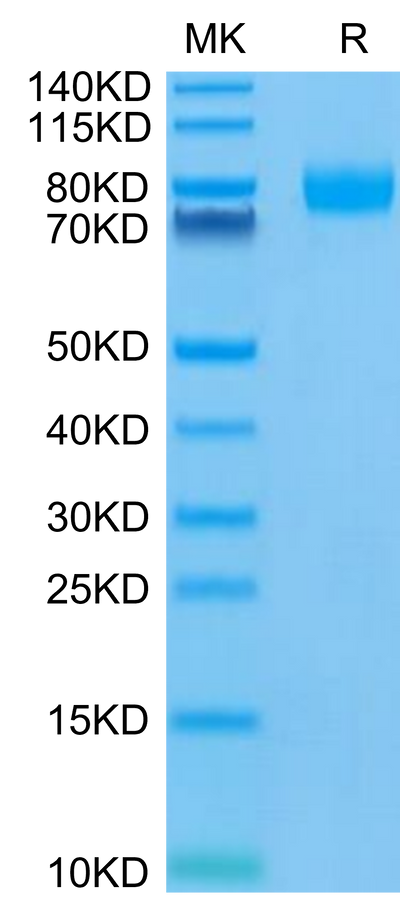Human CD155 on Tris-Bis PAGE under reduced condition. The purity is greater than 95%.Recombinant Human CD155/PVR Protein, Active