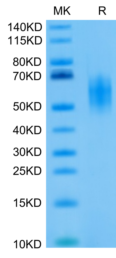 Biotinylated Human DNAM-1 on Tris-Bis PAGE under reduced condition. The purity is greater than 95%.Biotinylated Human DNAM-1/CD226 Protein, Active