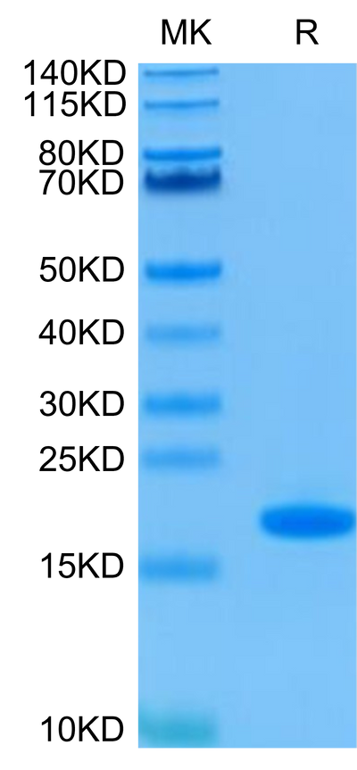 Human FGF basic on Tris-Bis PAGE under reduced condition. The purity is greater than 95%.Recombinant Human FGF basic Protein, Active