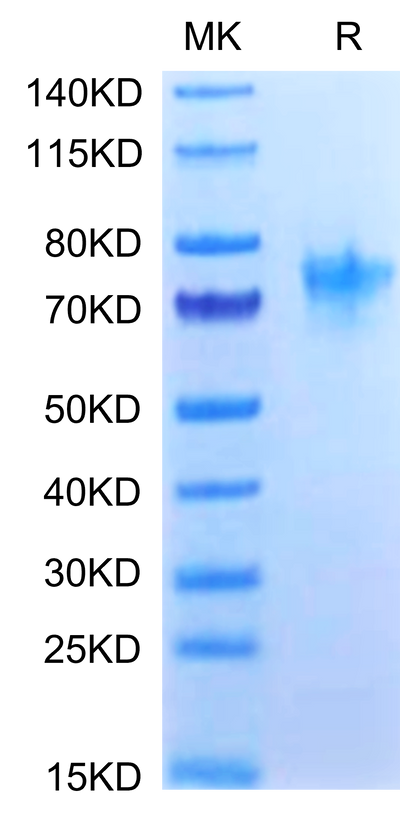 Human OX40 on Tris-Bis PAGE under reduced condition. The purity is greater than 95%.Recombinant Human OX40/TNFRSF4/CD134 Protein, Active