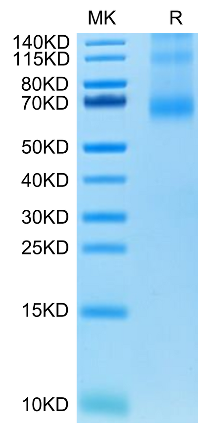 Human OX40 Ligand Trimer on Tris-Bis PAGE under reduced condition. The purity is greater than 90%.Recombinant Human OX40 Ligand/TNFSF4 Trimer Protein, Active