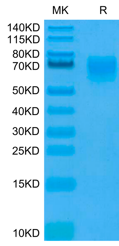 Human CD155 on Tris-Bis PAGE under reduced condition. The purity is greater than 95%.Recombinant Human CD155/PVR Protein, Active